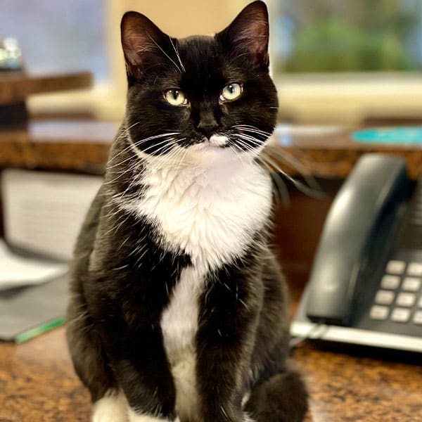 Millbrook Clinic Cat