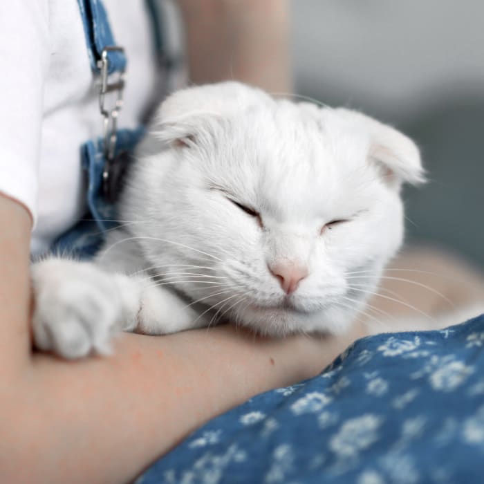 Cold Laser Therapy for dogs in Millbrook, Pet Laser Therapy