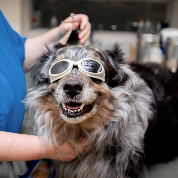 Cold Laser Therapy for Dogs, Veterinary Cold Laser Therapy